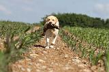 LABRADOR 462